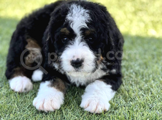 Bernedoodle Terapi Köpekleri Türkiyede Tek görsel