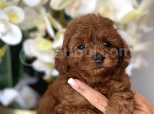 Toy Poodle Irk Ve Sağlık Garantili