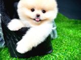 Irk ve Sağlık Garantili Pomeranian Boo Yavrularımız