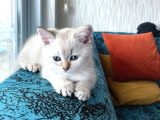 Safkan Bri̇ti̇sh Ankara