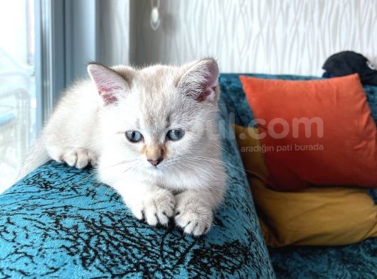 Safkan Bri̇ti̇sh Ankara
