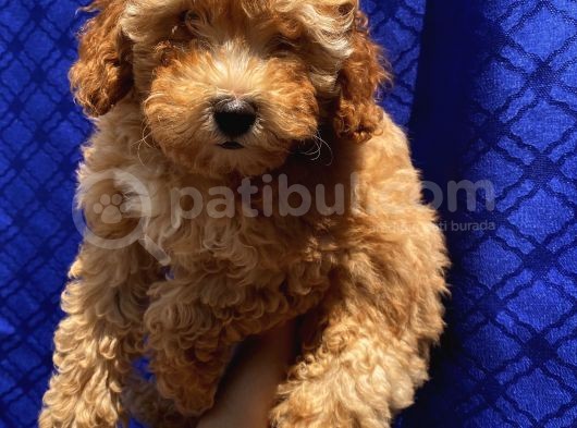 Di̇şi̇ Toypoodle Yavrularimiz görsel