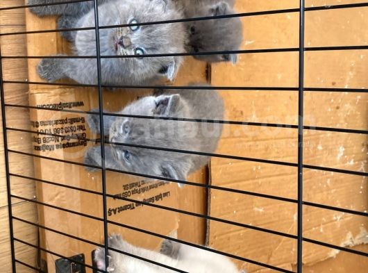 Scotish Fold Ve Britsh Shorthair Yavrular görsel