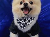 2 Yaşında Erkek Pomeranian Boo