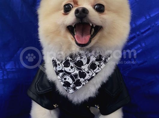 2 Yaşında Erkek Pomeranian Boo