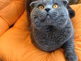 Scotish Fold Ve Britsh Shorthair Yavrular