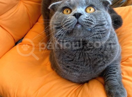 Scotish Fold Ve Britsh Shorthair Yavrular