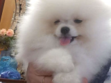 Ayı Surat Basık Burun Küçük Kulak Kore Kanı Teddy