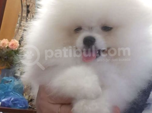 Ayı Surat Basık Burun Küçük Kulak Kore Kanı Teddy
