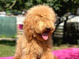 Amerikan Gen Medium Ve Dev Boy  Labradoodle
