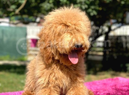 Amerikan Gen Medium Ve Dev Boy  Labradoodle görsel