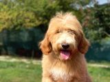 Particolour Amerikan Gen Muhteşem Surat Goldendoodle