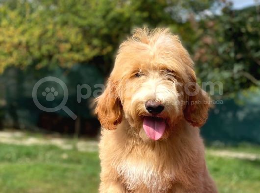 Particolour Amerikan Gen Muhteşem Surat Goldendoodle görsel