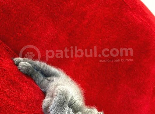 Baldan Da Tatlı Yavrularımız Yeni Ailesini Bekliyor görsel