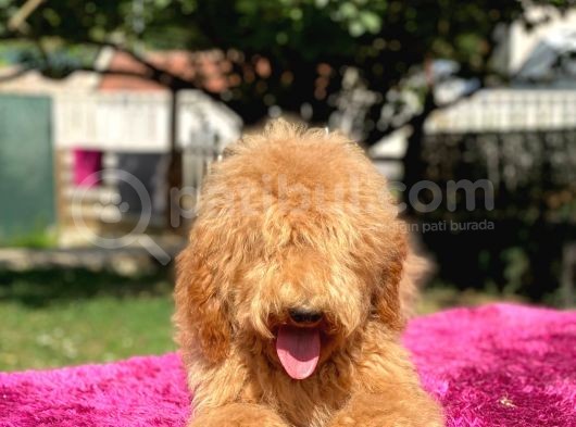 Amerikan Gen Medium Ve Dev Boy  Labradoodle görsel