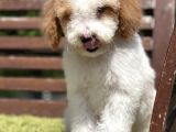 Medium Boy Particolour Labradoodle Nadir Renk