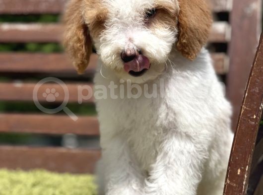 Medium Boy Particolour Labradoodle Nadir Renk görsel