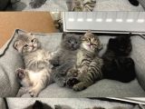 Scottish Straight Fold Yavruları Yuvalarını Arıyor