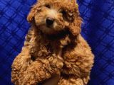 Di̇şi̇ Toypoodle Yavrularimiz