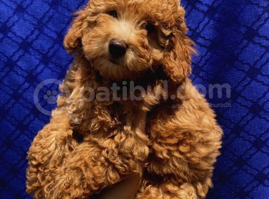 Di̇şi̇ Toypoodle Yavrularimiz görsel
