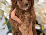 Toy Poodle Irk Ve Sağlık Garantili