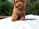 Red Brown Di̇şi̇ Toy Poodle Bebekler