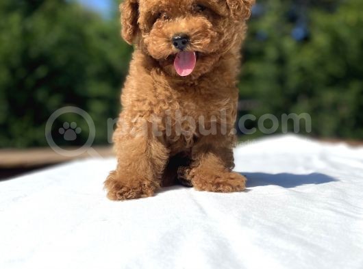 Red Brown Di̇şi̇ Toy Poodle Bebekler