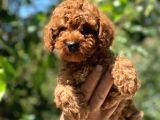 Safkan Poodle Yavrular