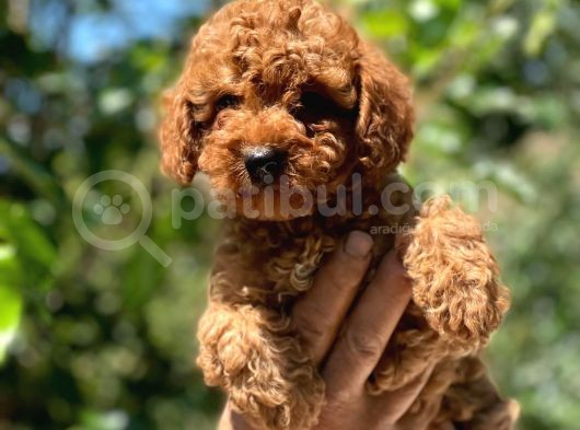 Safkan Poodle Yavrular görsel