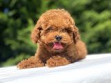 Çeşi̇t Çeşi̇t Poodle Bebekleri̇mi̇z A Kali̇te