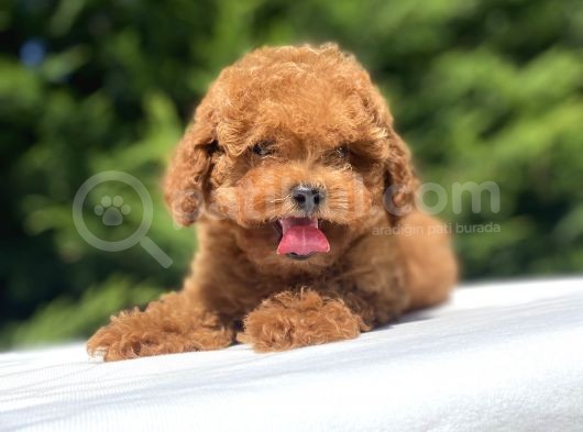 Çeşi̇t Çeşi̇t Poodle Bebekleri̇mi̇z A Kali̇te