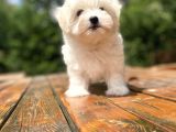 Bebek Yüzlü Maltese Terri̇er Bebekler