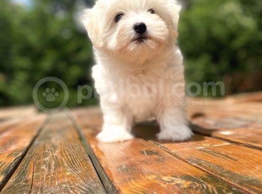 Bebek Yüzlü Maltese Terri̇er Bebekler görsel