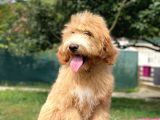 Particolour Amerikan Gen Muhteşem Surat Goldendoodle