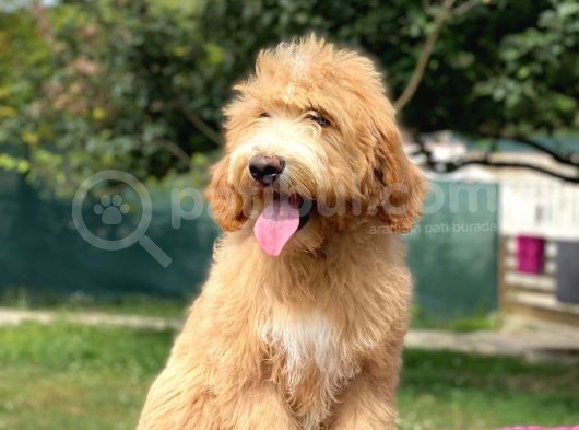 Particolour Amerikan Gen Muhteşem Surat Goldendoodle görsel