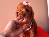 Tatli Poodle Yavrular