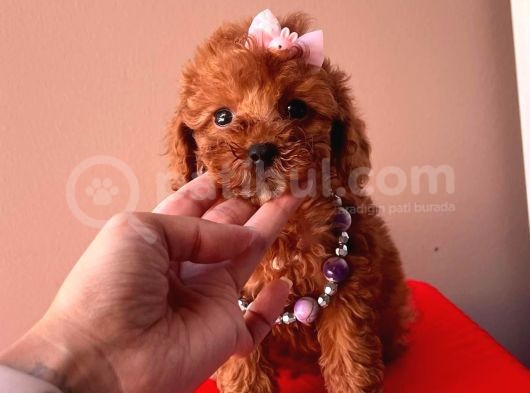 Tatli Poodle Yavrular görsel