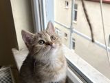 British Brown Golden Tabby Dişi Uygun