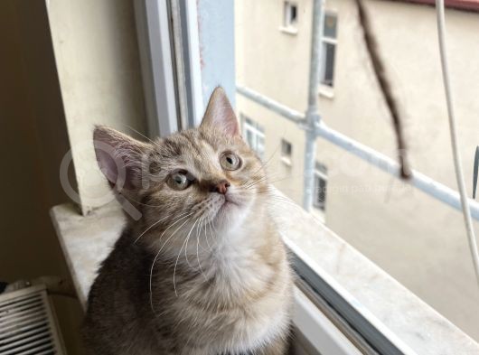 British Brown Golden Tabby Dişi Uygun