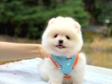 Pomeranian Boo Teddy Face Erkek Yavrumuz