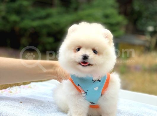 Pomeranian Boo Teddy Face Erkek Yavrumuz görsel