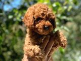 Safkan Poodle Yavrular