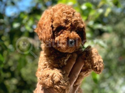 Safkan Poodle Yavrular görsel