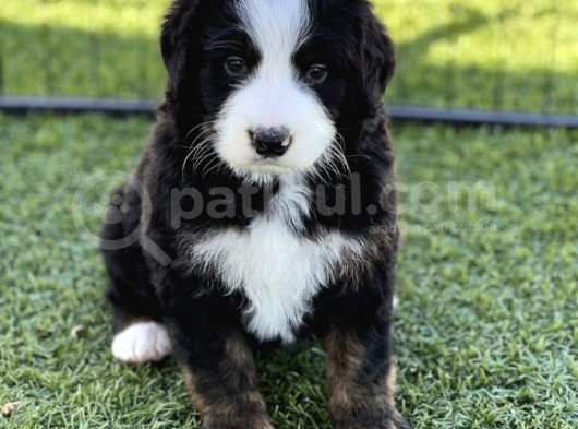 Bernedoodle Terapi Köpekleri Türkiyede Tek görsel
