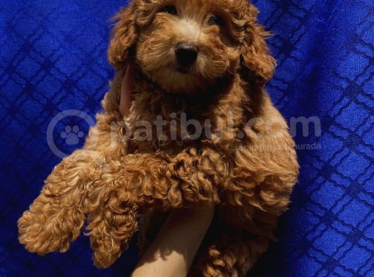 Di̇şi̇ Toypoodle Yavrularimiz görsel