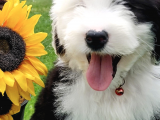 Bernedoodle Terapi Köpekleri Türkiyede Tek