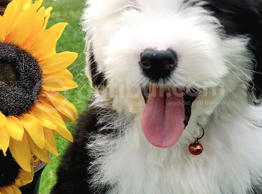 Bernedoodle Terapi Köpekleri Türkiyede Tek