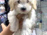 Orijinal Maltipoo Yavru Sağlikli Ve Irk Garantilidir