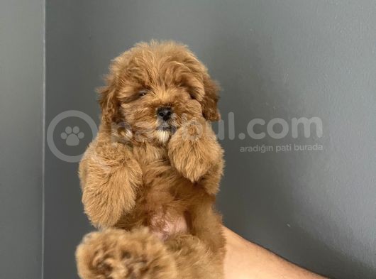 Red Brown Toy Poodle Kore Kanı Dişi