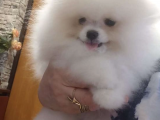 Ayı Surat Basık Burun Küçük Kulak Kore Kanı Teddy